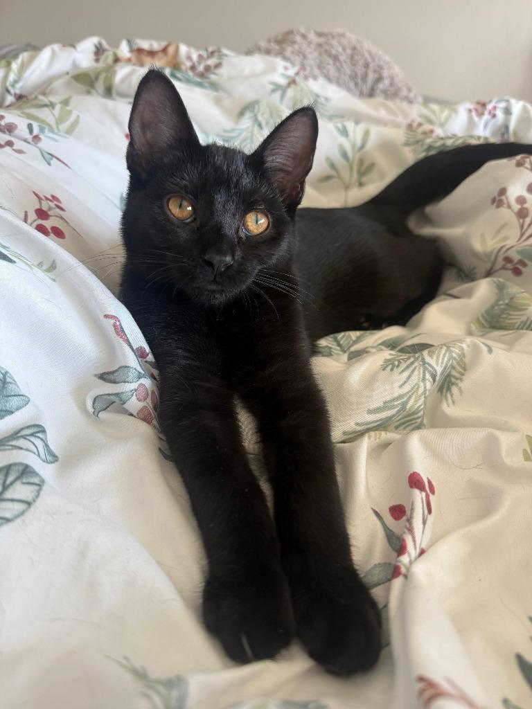 Enlarge Shadow / Pepper, a Adoptable mixed breed in Minneapolis, MN image 4/6