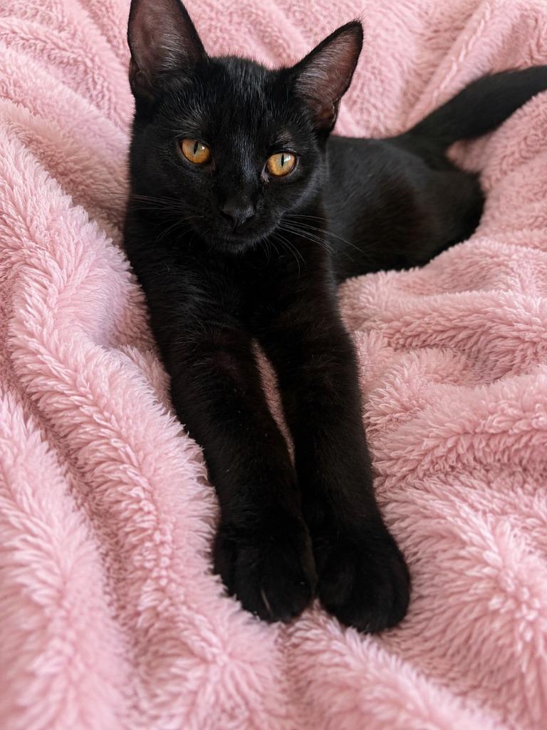 Enlarge Shadow / Pepper, a Adoptable mixed breed in Minneapolis, MN image 5/6