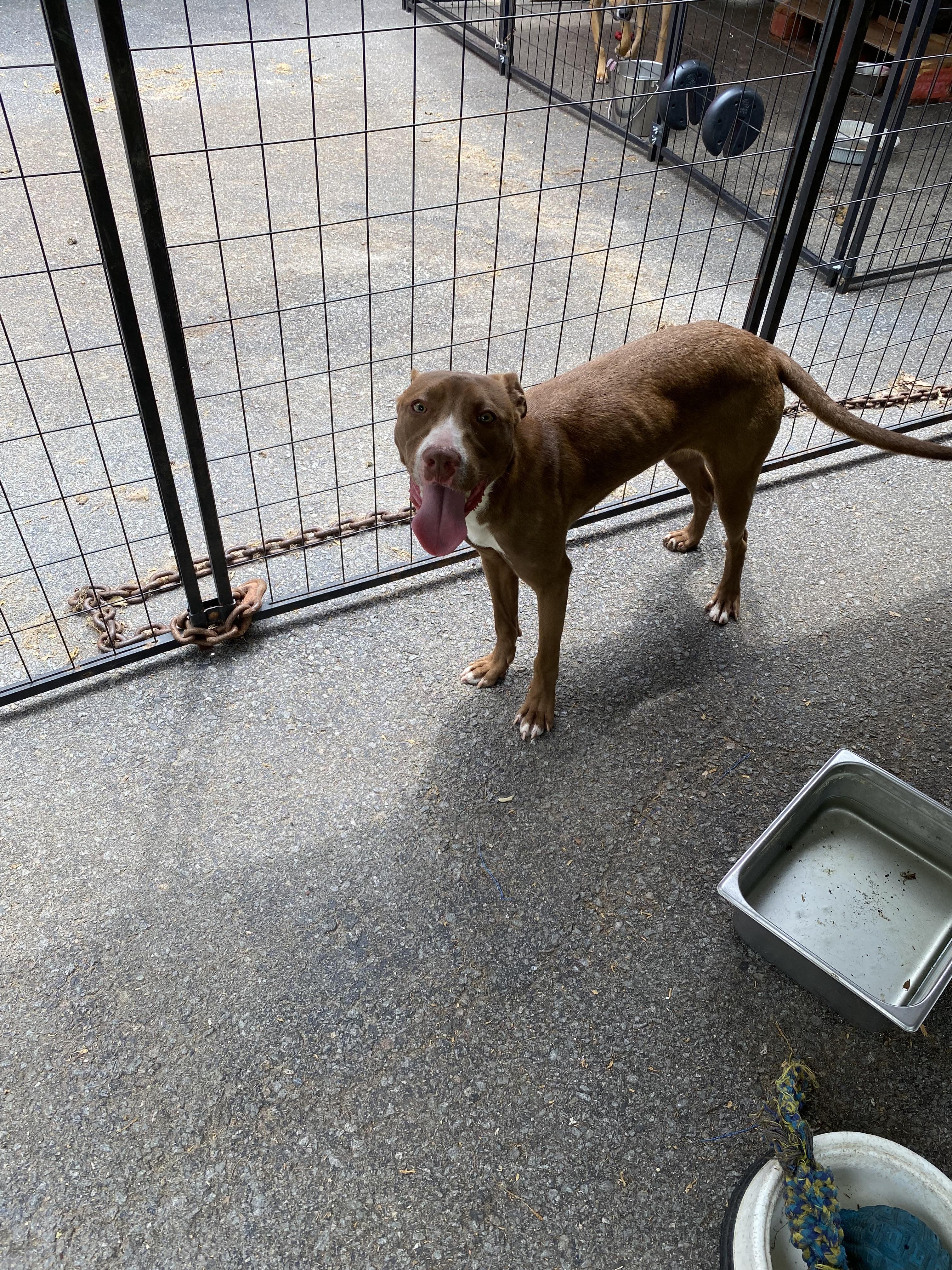Enlarge Avery - Come Meet Me, a Adoptable mixed breed in Medfield, MA image 2/4