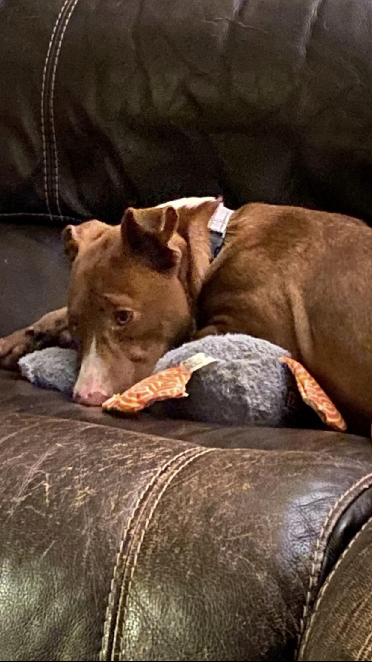 Enlarge Avery - Come Meet Me, a Adoptable mixed breed in Medfield, MA image 3/4
