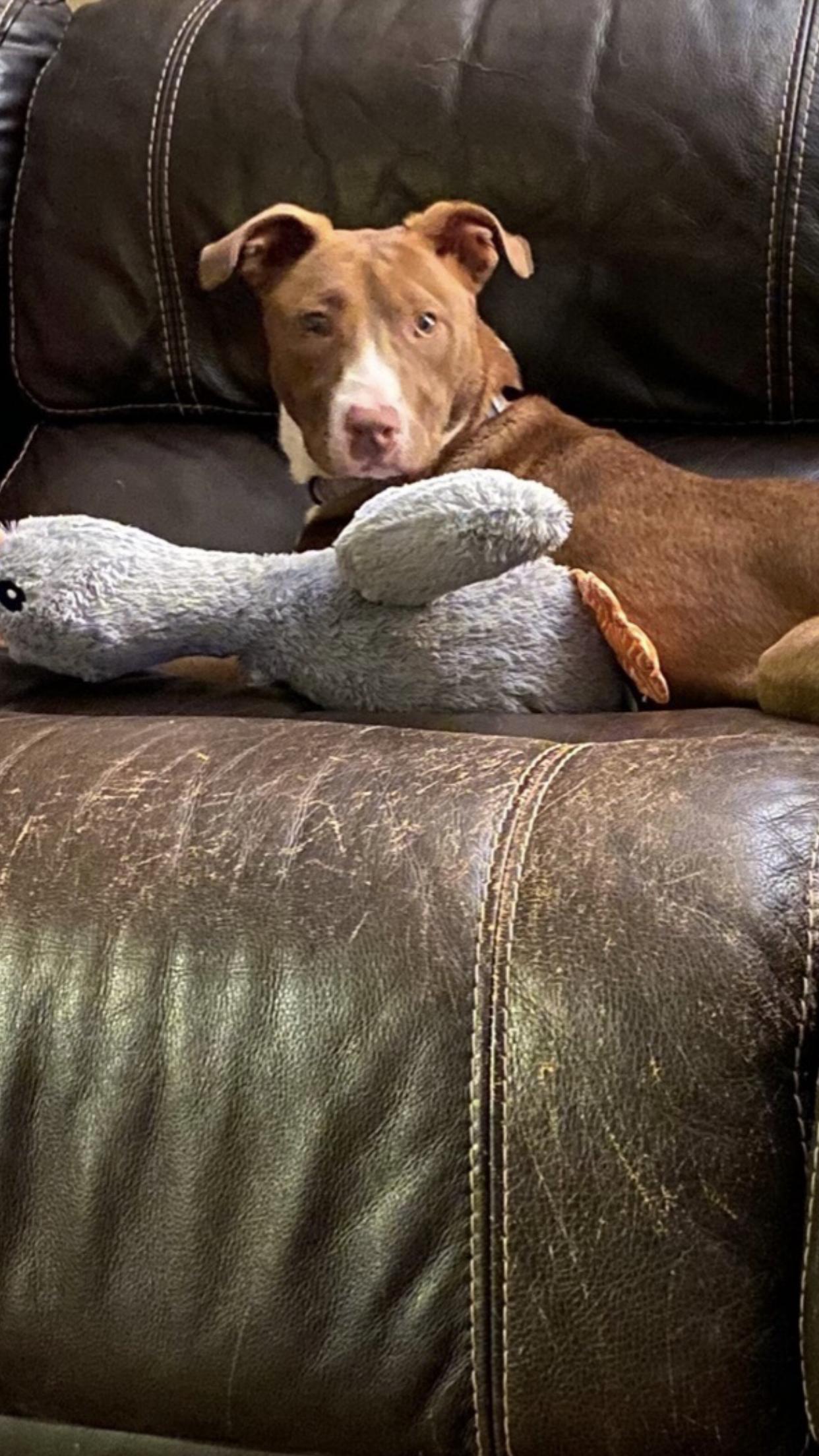 Enlarge Avery - Come Meet Me, a Adoptable mixed breed in Medfield, MA image 1/4