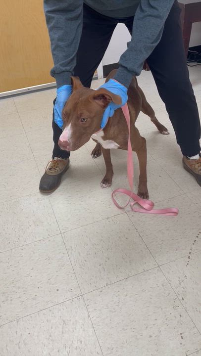 Enlarge Avery - Come Meet Me, a Adoptable mixed breed in Medfield, MA video 4/4