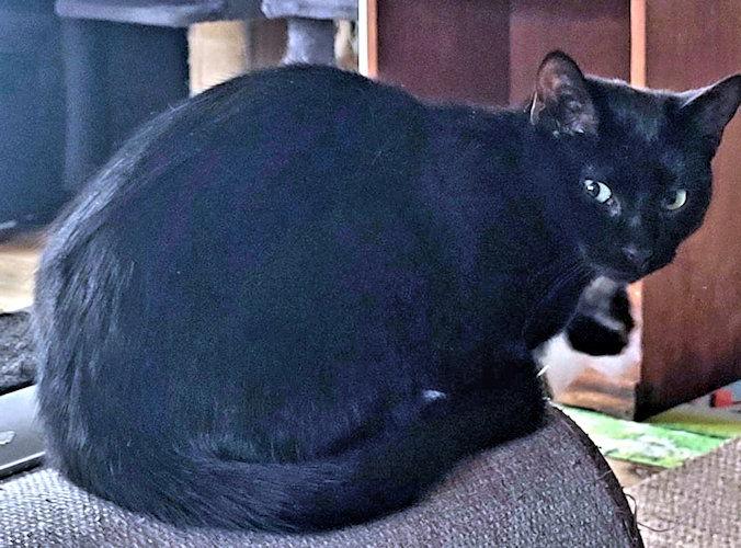 Tootsie Roll, Adoptable, Young Female Domestic Short Hair.