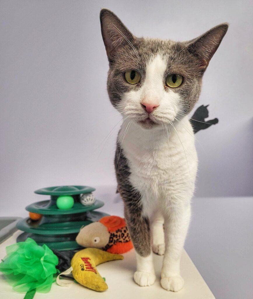 Enlarge Grayce, a Adoptable Domestic Short Hair in Toronto, ON image 3/4