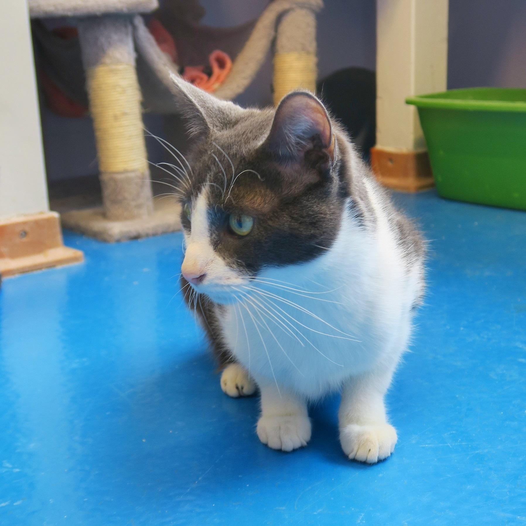 Enlarge Grayce, a Adoptable Domestic Short Hair in Toronto, ON image 2/4