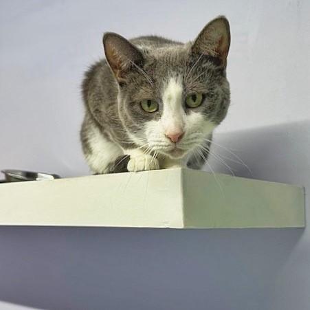 Enlarge Grayce, a Adoptable Domestic Short Hair in Toronto, ON image 4/4