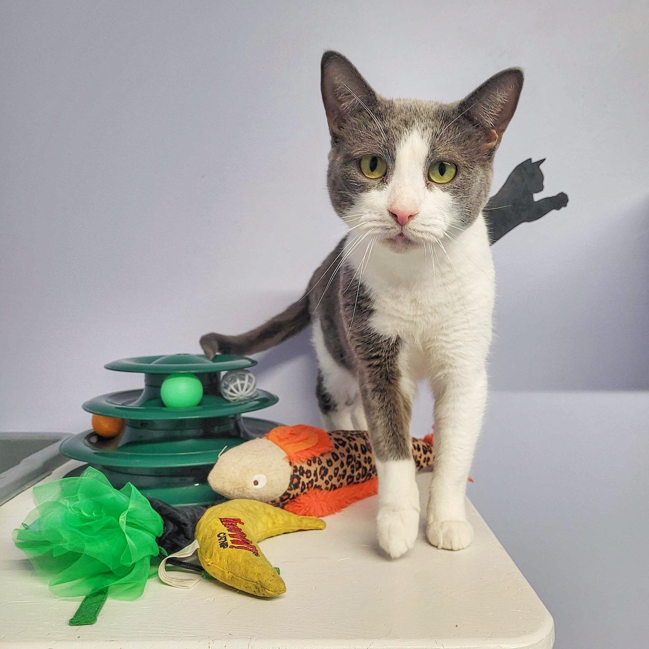 Enlarge Grayce, a Adoptable Domestic Short Hair in Toronto, ON image 1/4