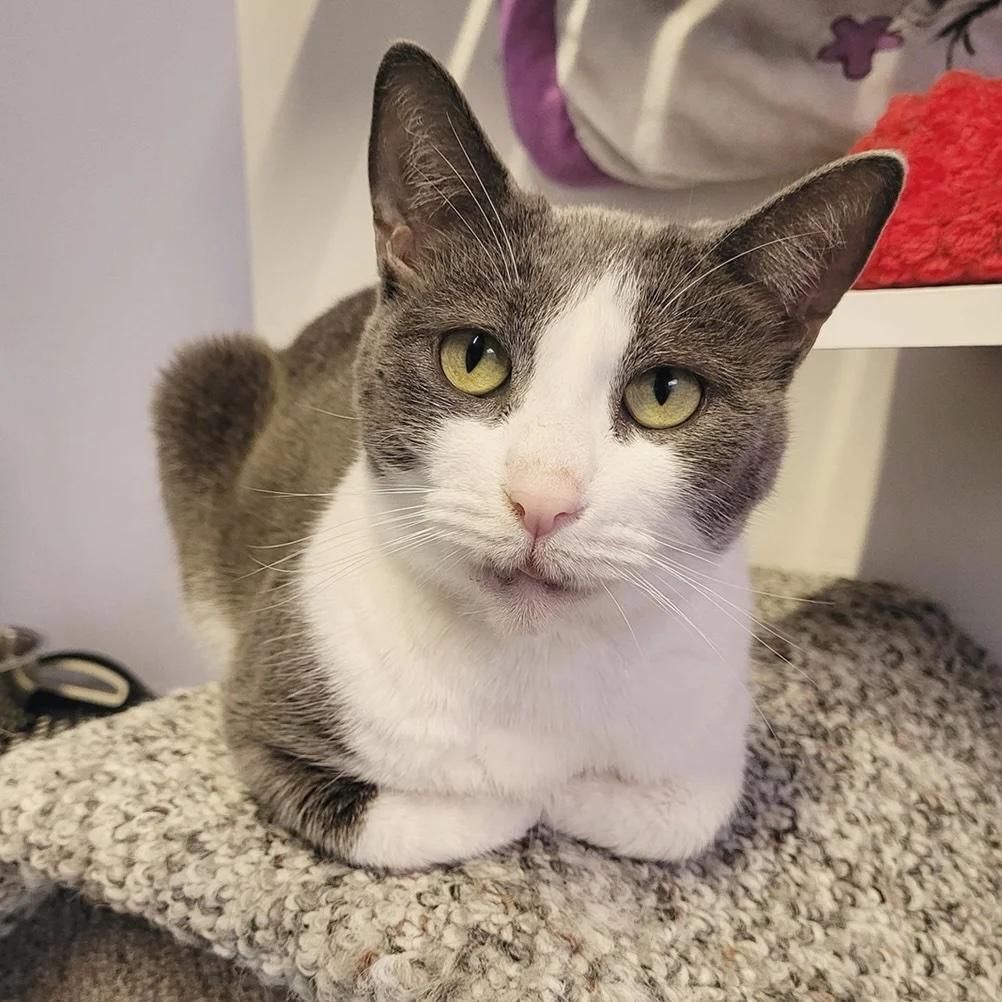 Enlarge Grayce, a Adoptable Domestic Short Hair in Toronto, ON image 1/4