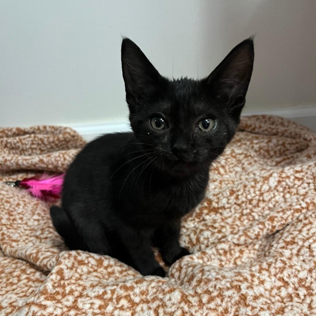 Enlarge Adenine, an adopted Domestic Short Hair in Haddon Heights, NJ image 1/2