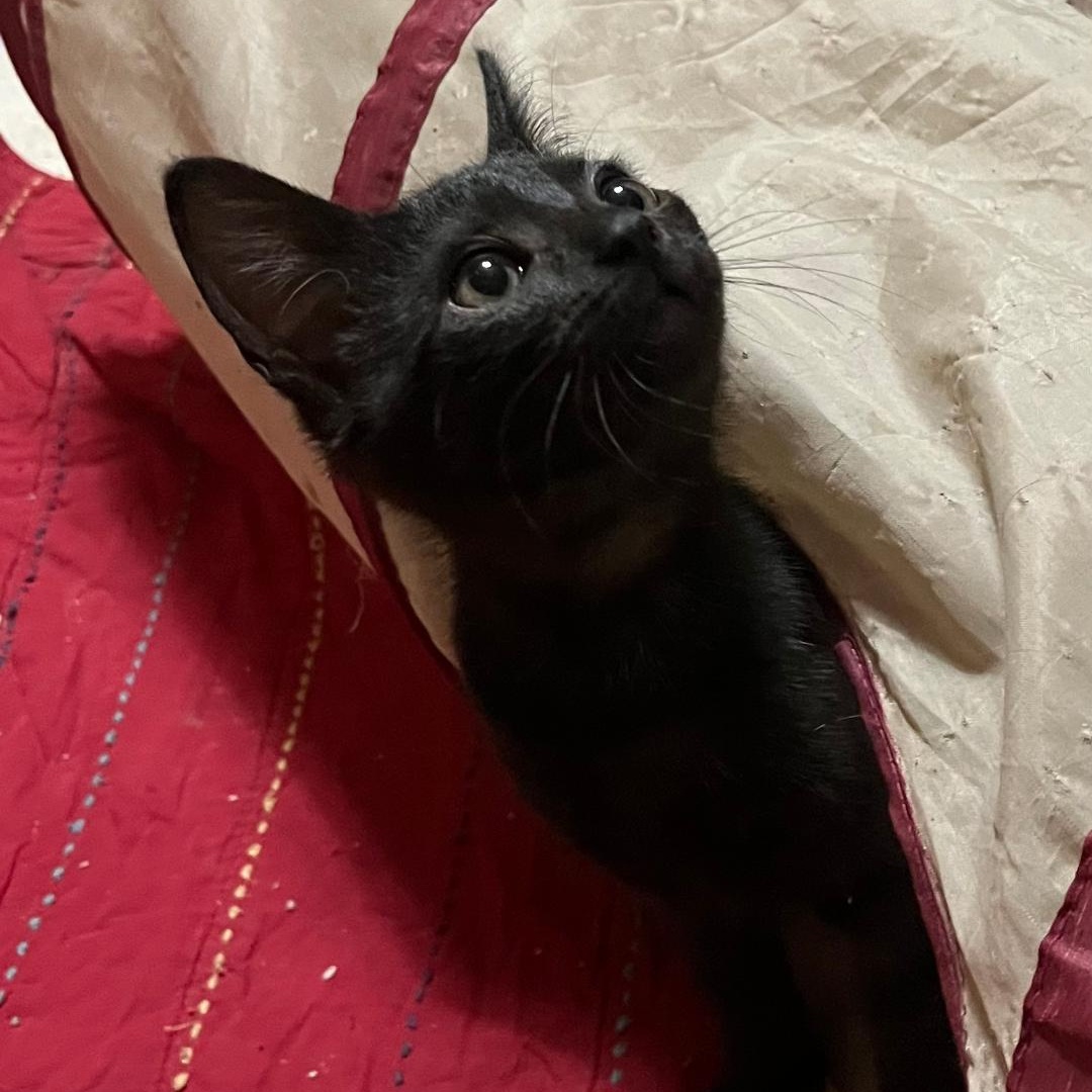 Enlarge Adenine, an adopted Domestic Short Hair in Haddon Heights, NJ image 2/2
