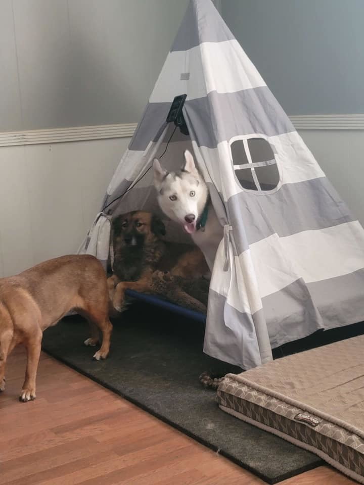 Louise, a Adoptable Siberian Husky in Sugar Land, TX image 1/12