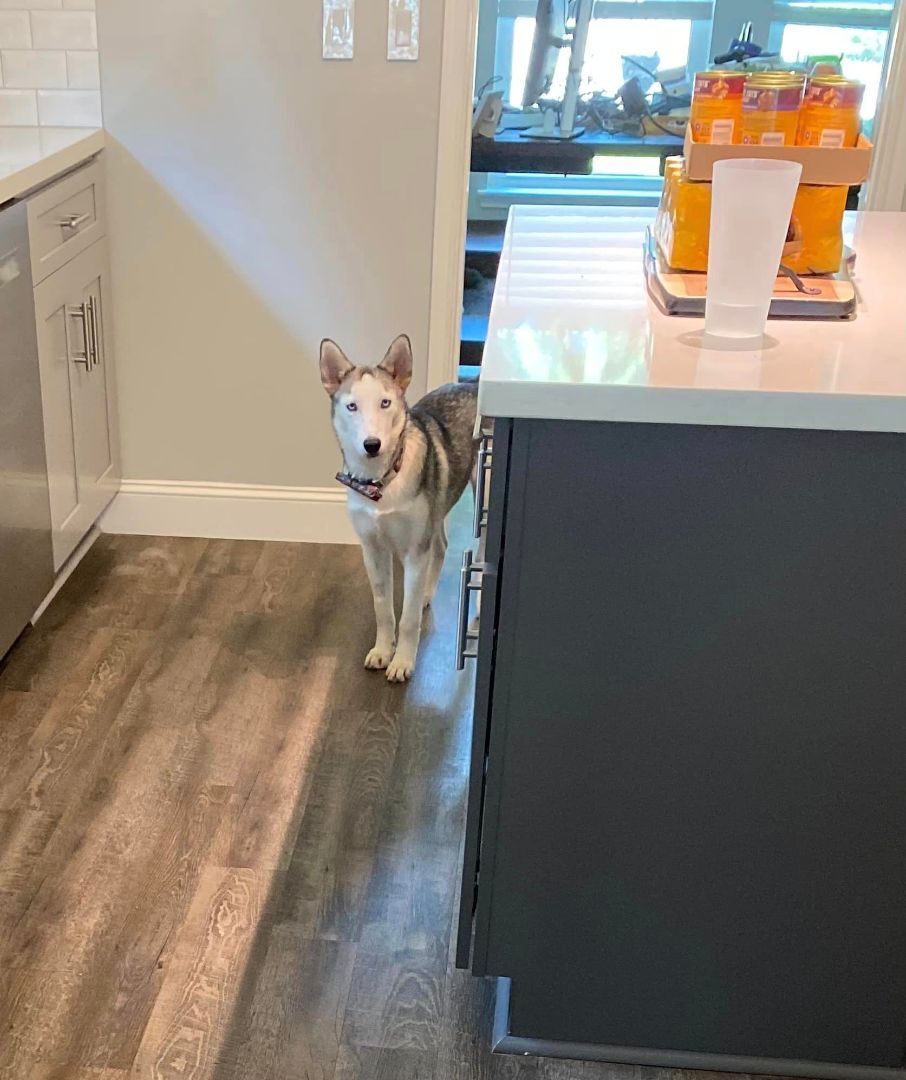 Louise, a Adoptable Siberian Husky in Sugar Land, TX image 2/12