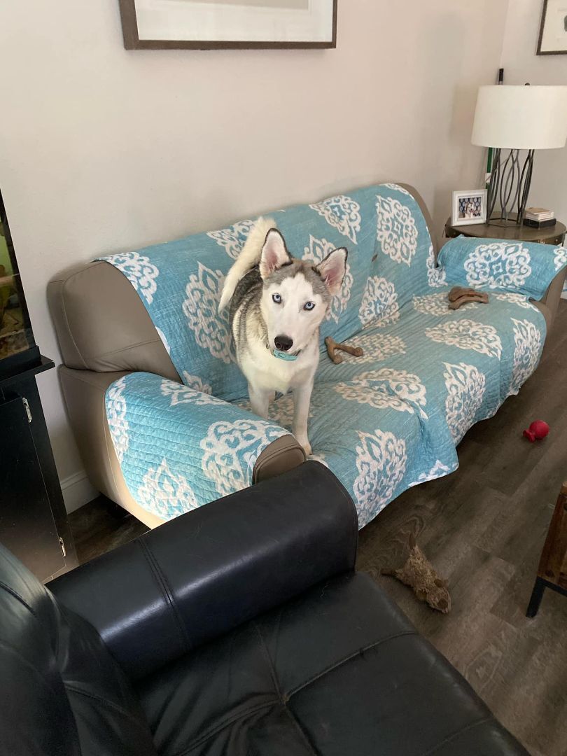 Louise, a Adoptable Siberian Husky in Sugar Land, TX image 4/12