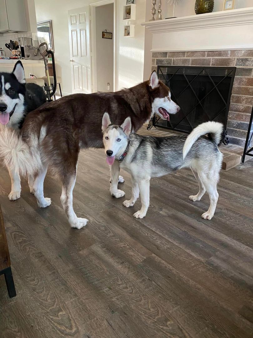 Louise, a Adoptable Siberian Husky in Sugar Land, TX image 5/12