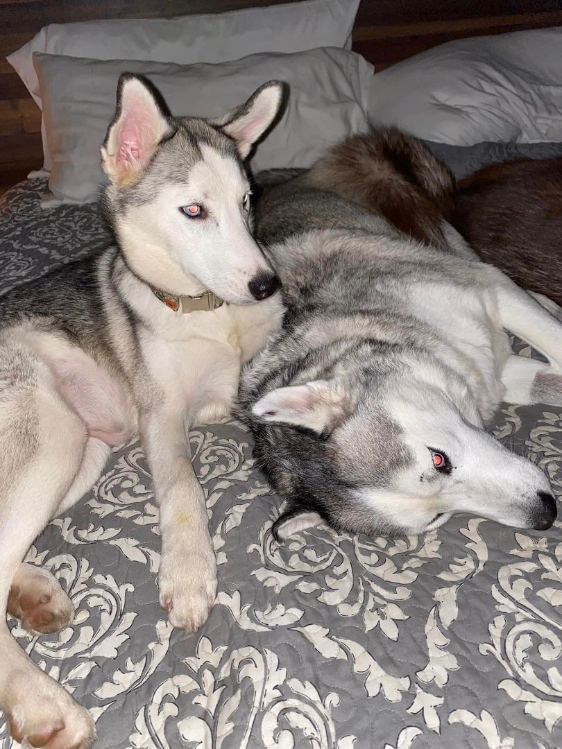 Louise, a Adoptable Siberian Husky in Sugar Land, TX image 6/12