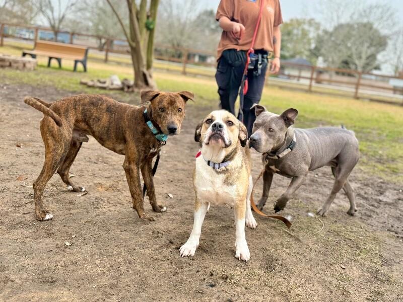 Lottie Love Bug — thumbnail 3