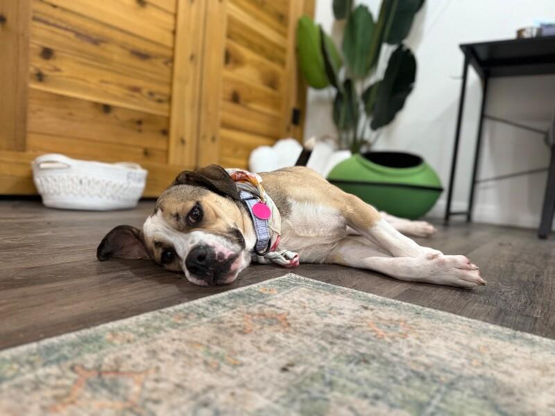 Lottie Love Bug — thumbnail 4