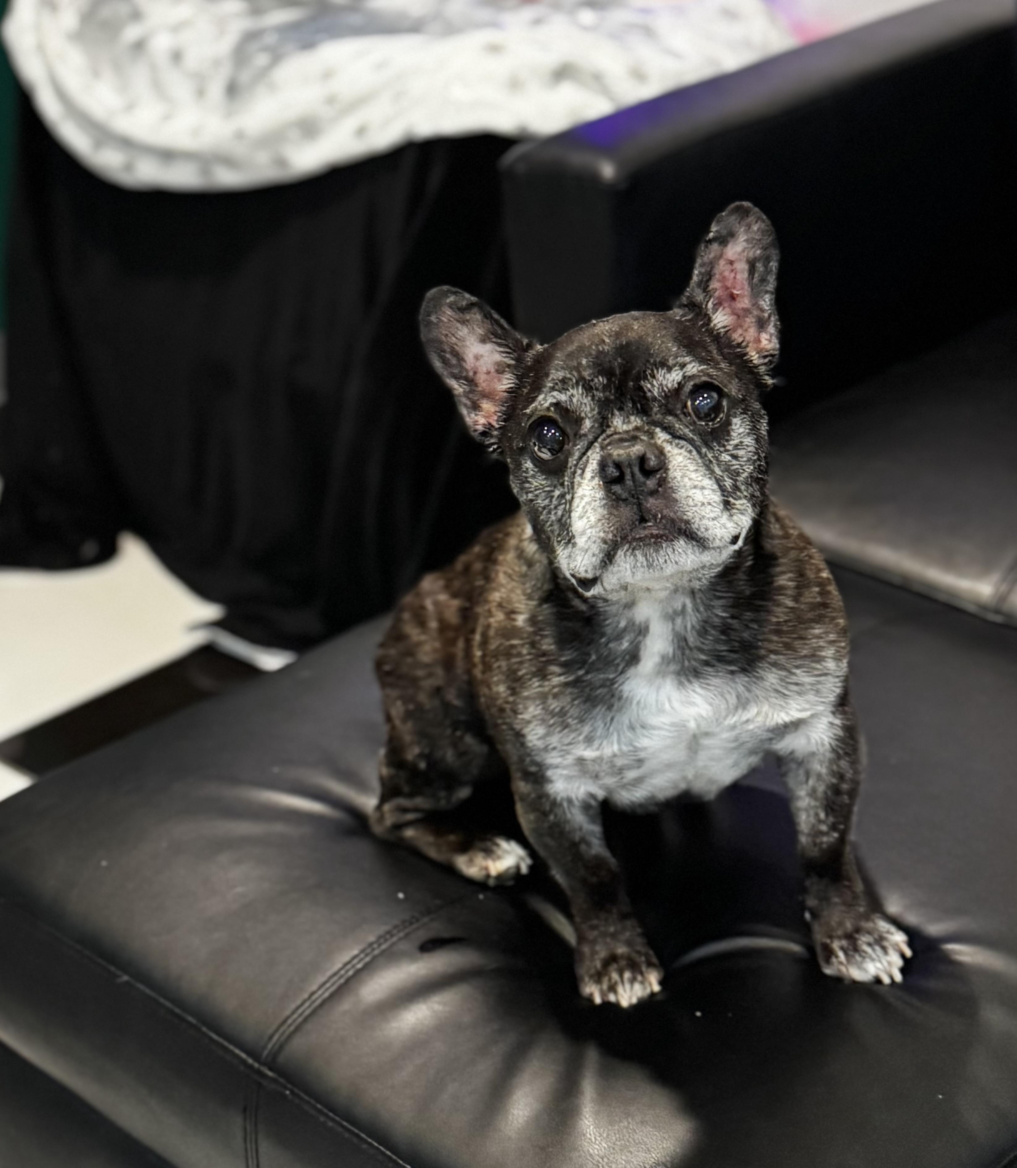 Enlarge Cheeto , an adopted French Bulldog in Blue Springs, MO image 1/1