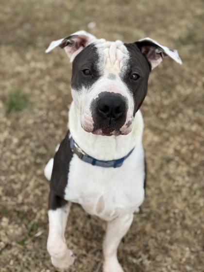 Pepper, Adoptable, Young Male Shar-Pei & Mixed Breed.