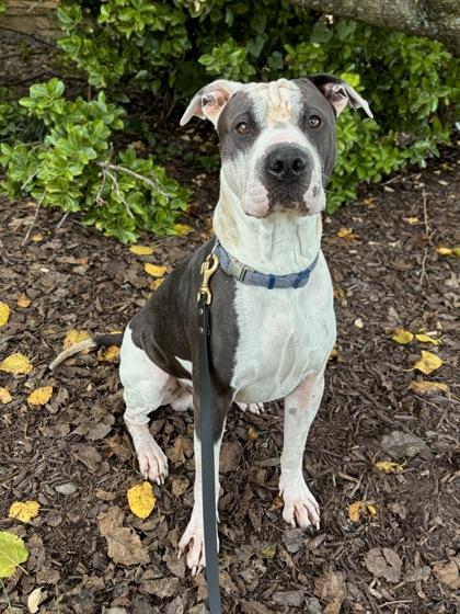 Enlarge Pepper, a Adoptable mixed breed in Knoxville, TN image 2/3