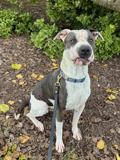 Enlarge Pepper, a Adoptable mixed breed in Knoxville, TN image 3/3