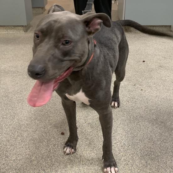 Enlarge Drax, a Adoptable Mixed Breed in Jacksonville, FL image 1/2