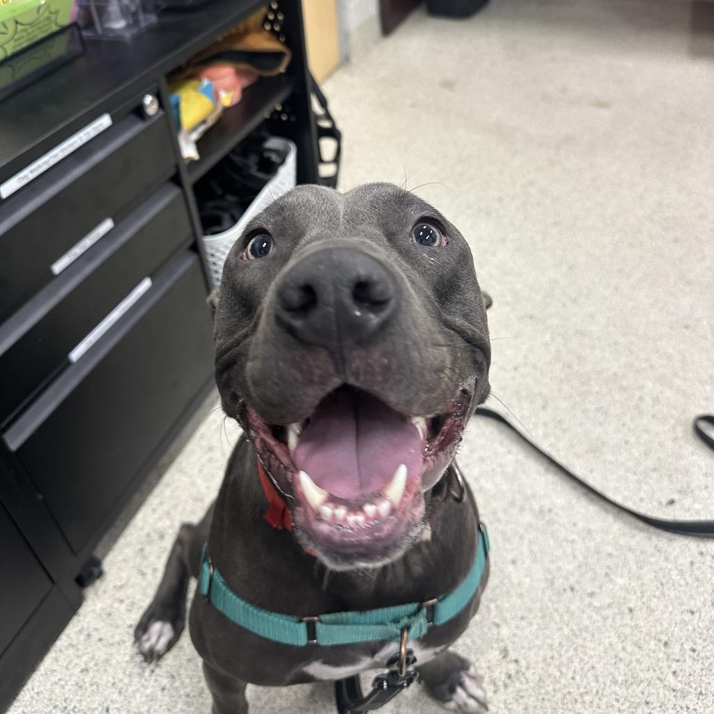 Enlarge Drax, a Adoptable Mixed Breed in Jacksonville, FL image 2/2