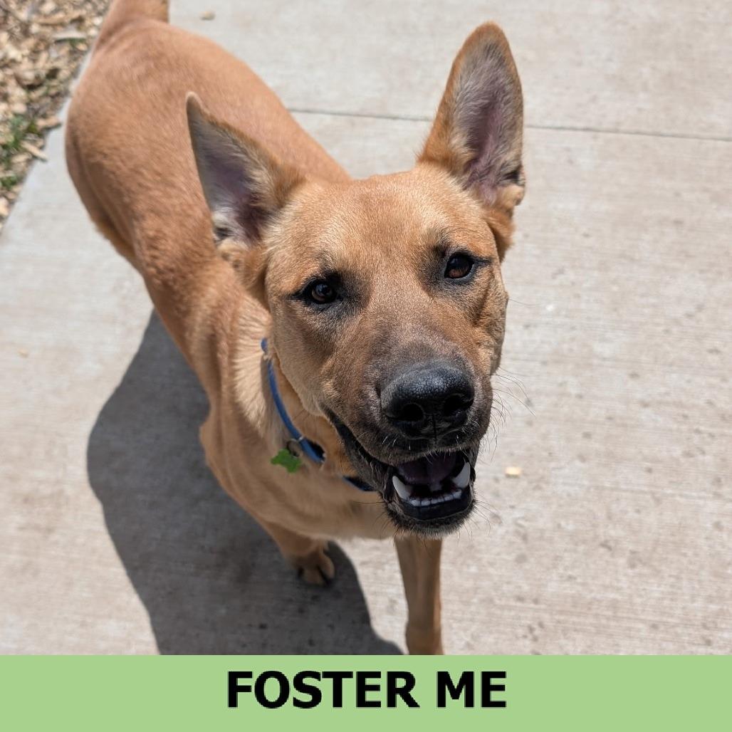 Doug, Adoptable, Adult Male Mixed Breed.