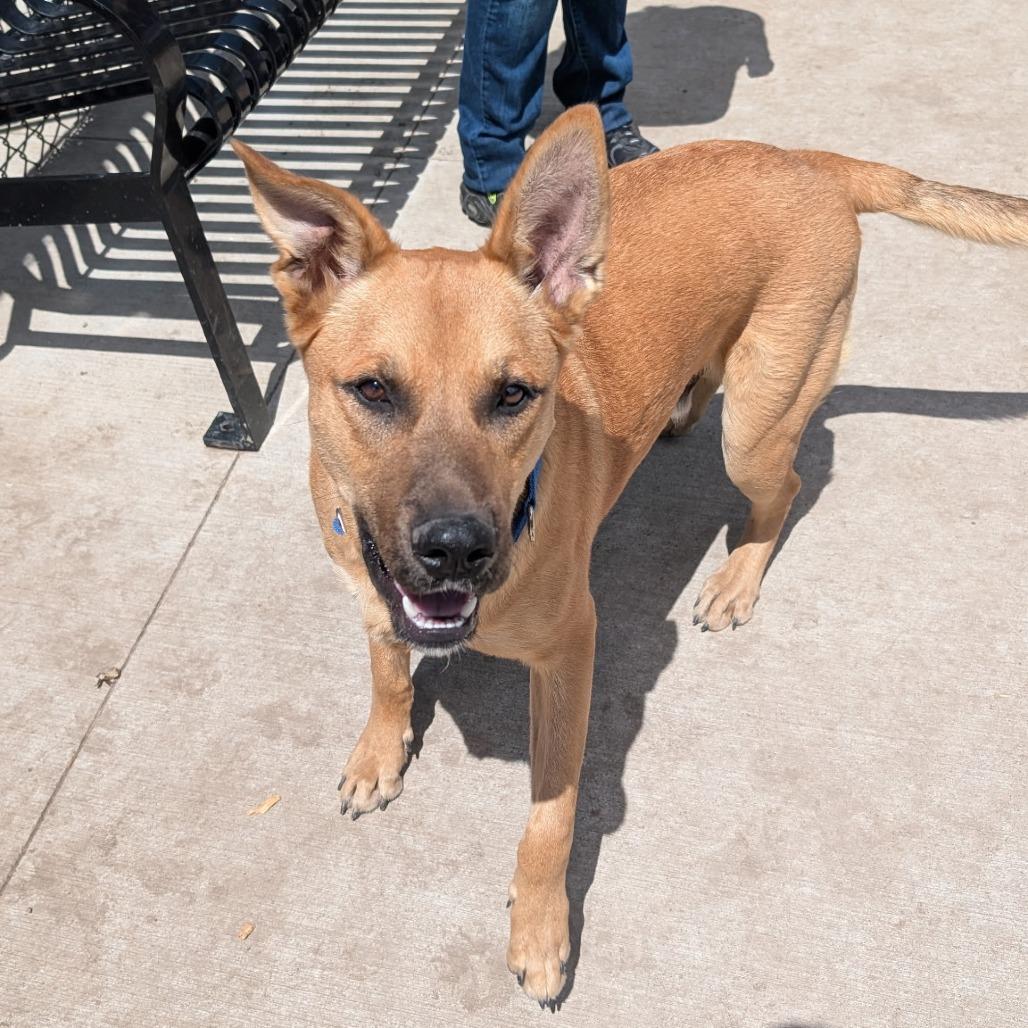 Doug, a Adoptable Mixed Breed in Hailey, ID image 1/6
