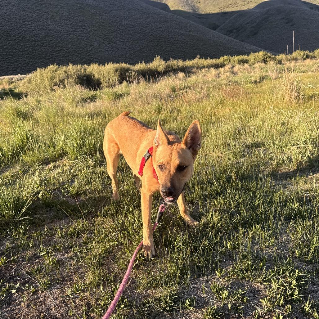 Doug, a Adoptable Mixed Breed in Hailey, ID image 2/6
