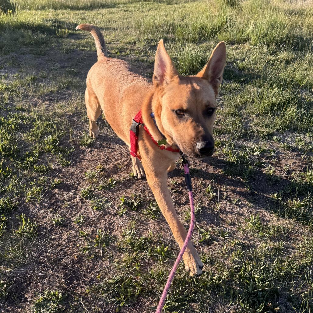 Doug, a Adoptable Mixed Breed in Hailey, ID image 3/6