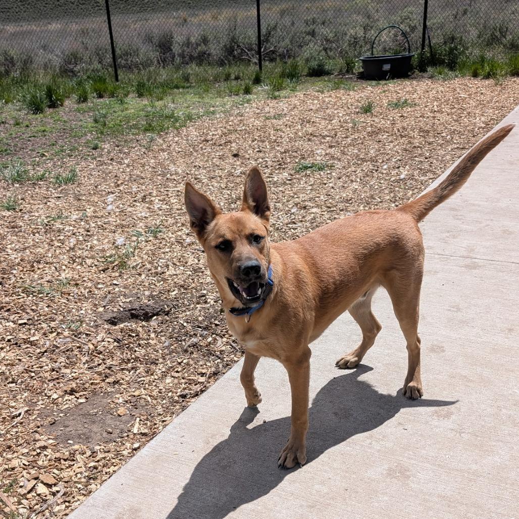Doug, a Adoptable Mixed Breed in Hailey, ID image 2/6