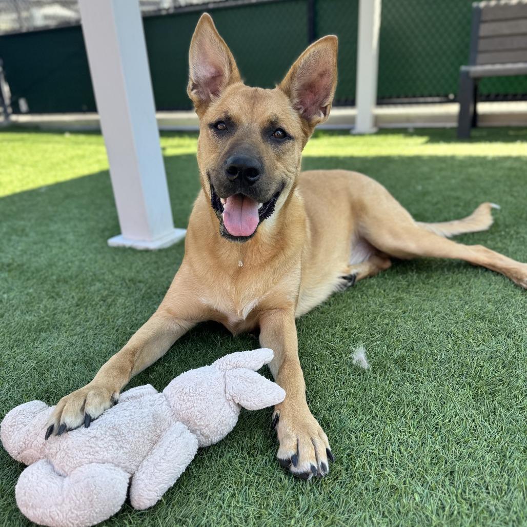 Doug, a Adoptable Mixed Breed in Hailey, ID image 3/6
