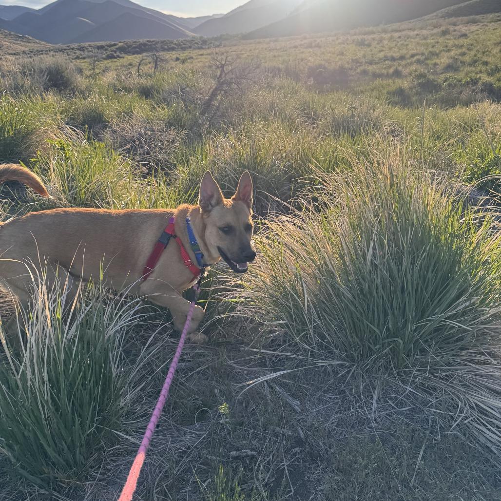 Doug, a Adoptable Mixed Breed in Hailey, ID image 4/6