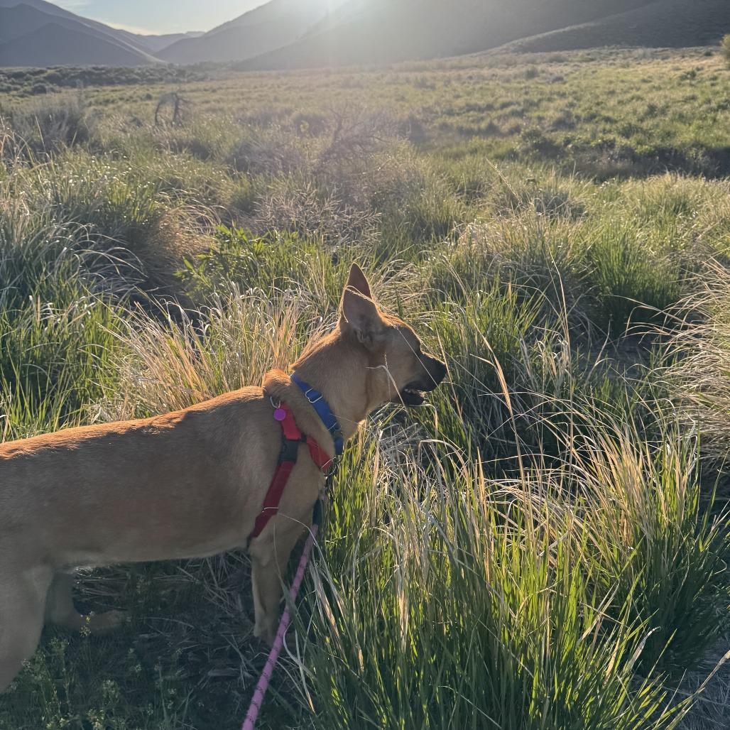 Doug, a Adoptable Mixed Breed in Hailey, ID image 5/6