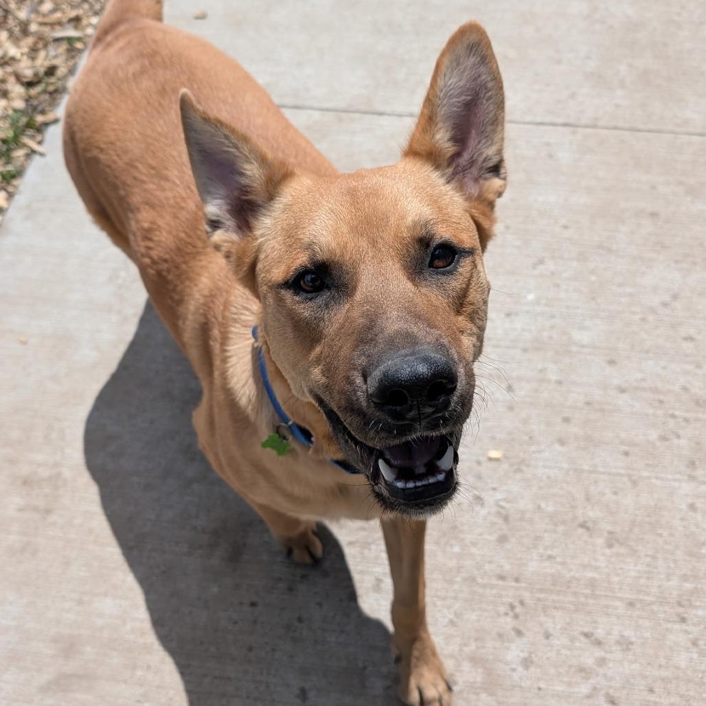 Doug, a Adoptable Mixed Breed in Hailey, ID image 6/6