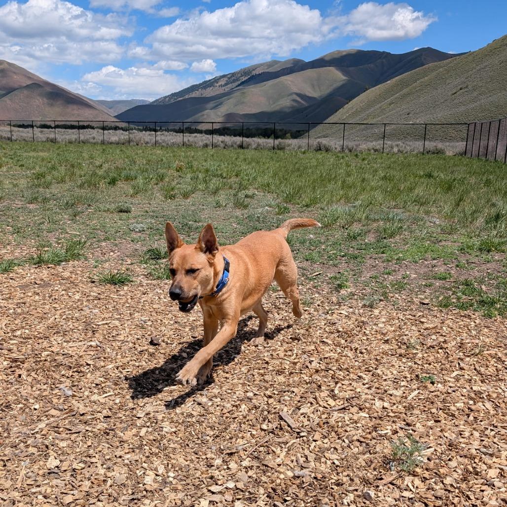 Doug, a Adoptable Mixed Breed in Hailey, ID image 5/6