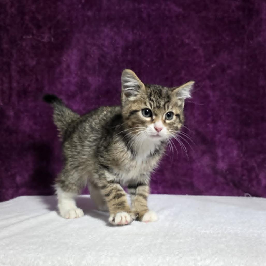 Enlarge Carl, a Adoptable mixed breed in Amarillo, TX image 1/6