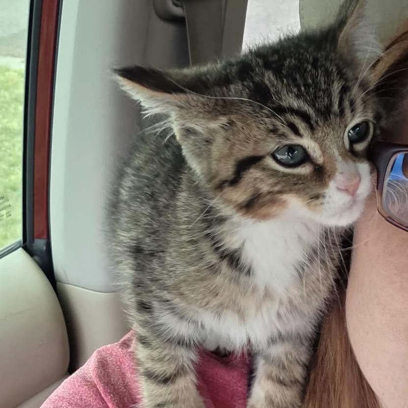 Enlarge Carl, a Adoptable mixed breed in Amarillo, TX image 2/6