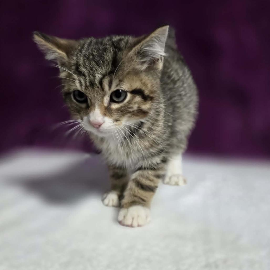 Enlarge Carl, a Adoptable mixed breed in Amarillo, TX image 3/6