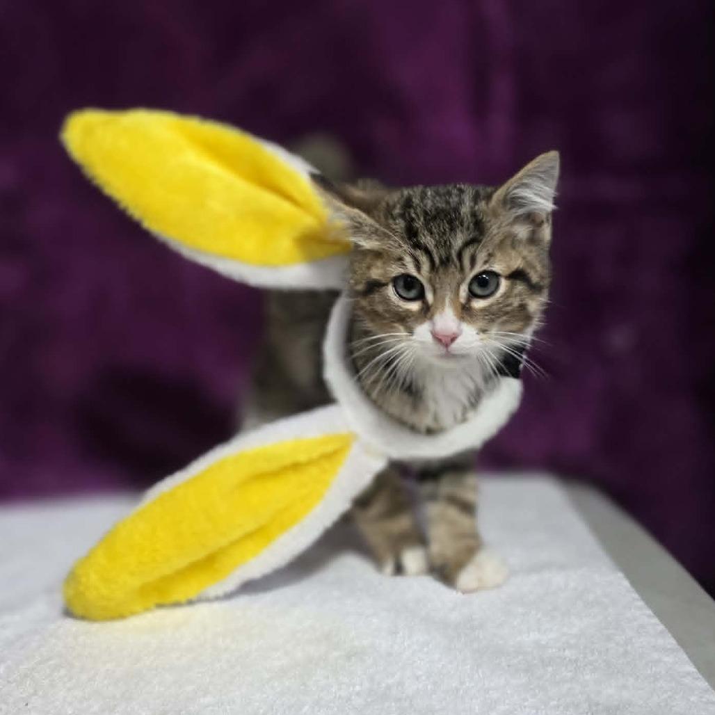 Enlarge Carl, a Adoptable mixed breed in Amarillo, TX image 4/6