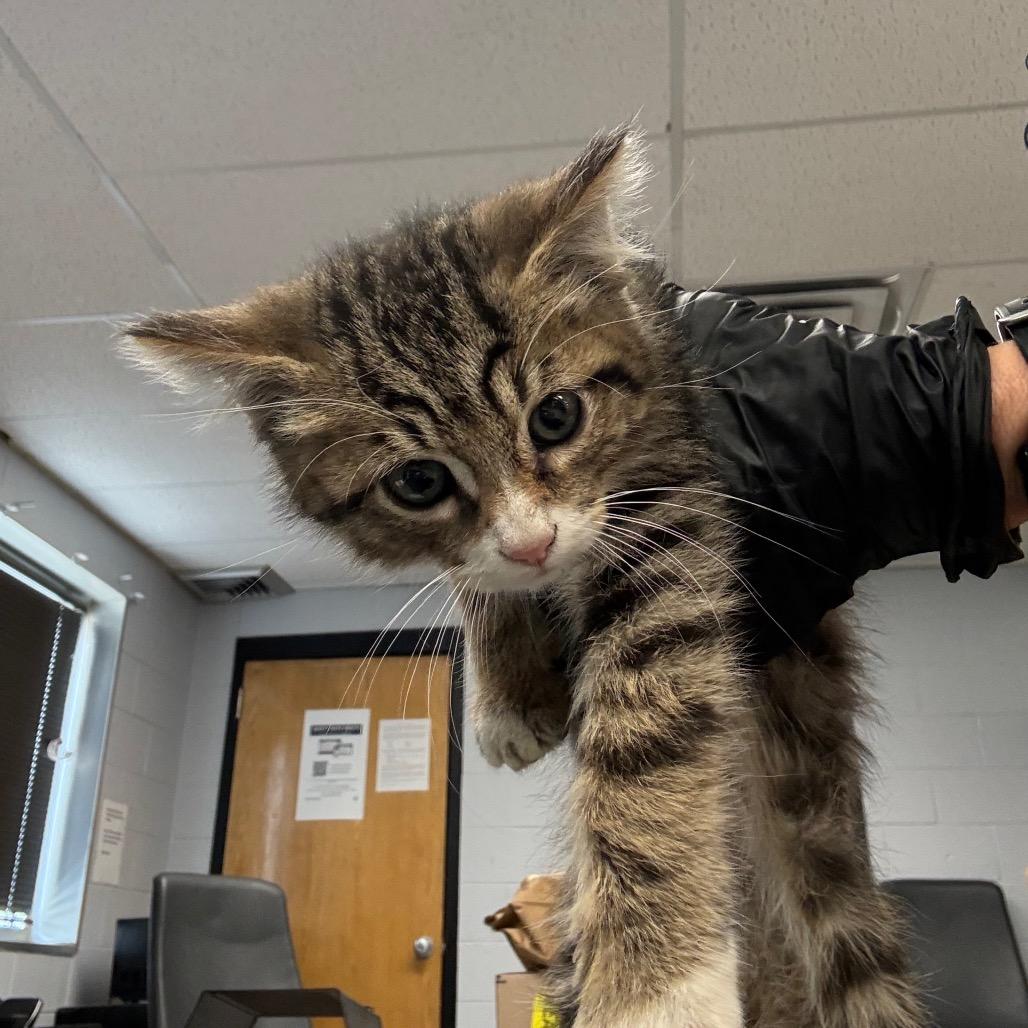 Enlarge Carl, a Adoptable mixed breed in Amarillo, TX image 5/6