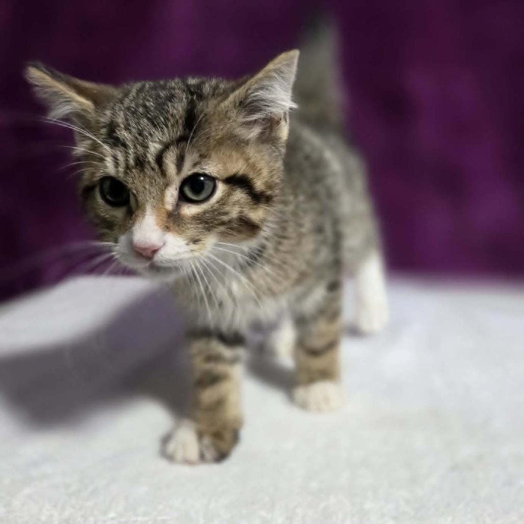 Enlarge Carl, a Adoptable mixed breed in Amarillo, TX image 6/6