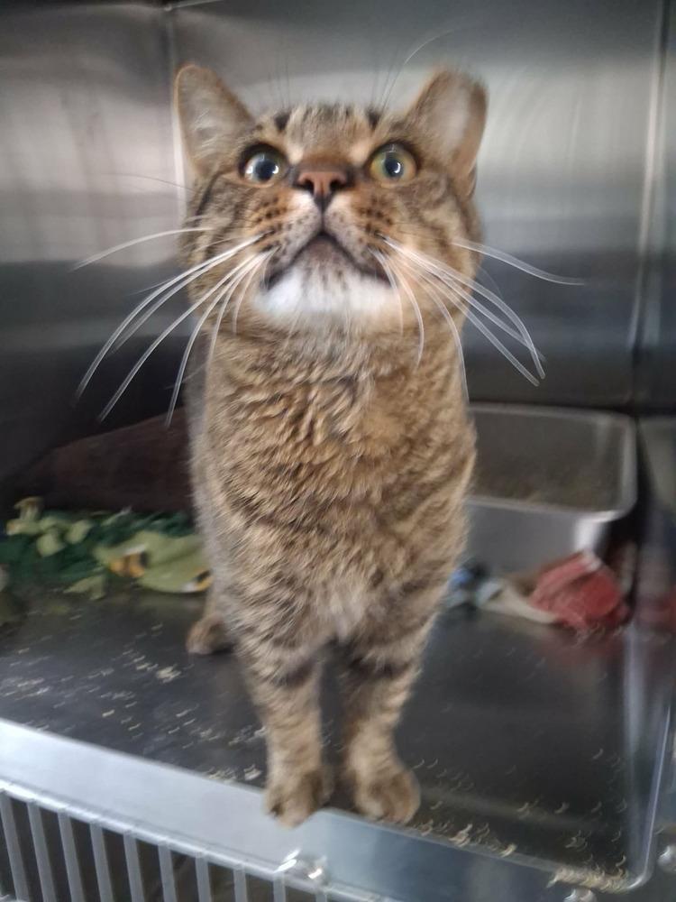 Popsicle Pete (26-195 C), a Adoptable Domestic Short Hair in Lansing, MI image 1/4