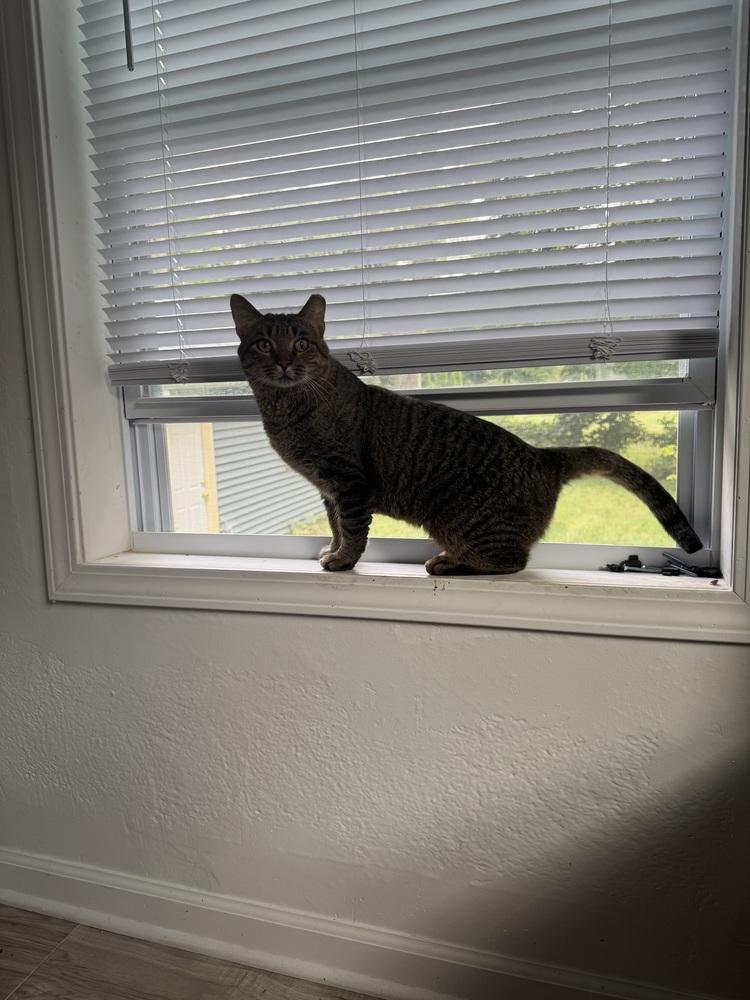 Popsicle Pete (26-195 C), a Adoptable Domestic Short Hair in Lansing, MI image 2/4