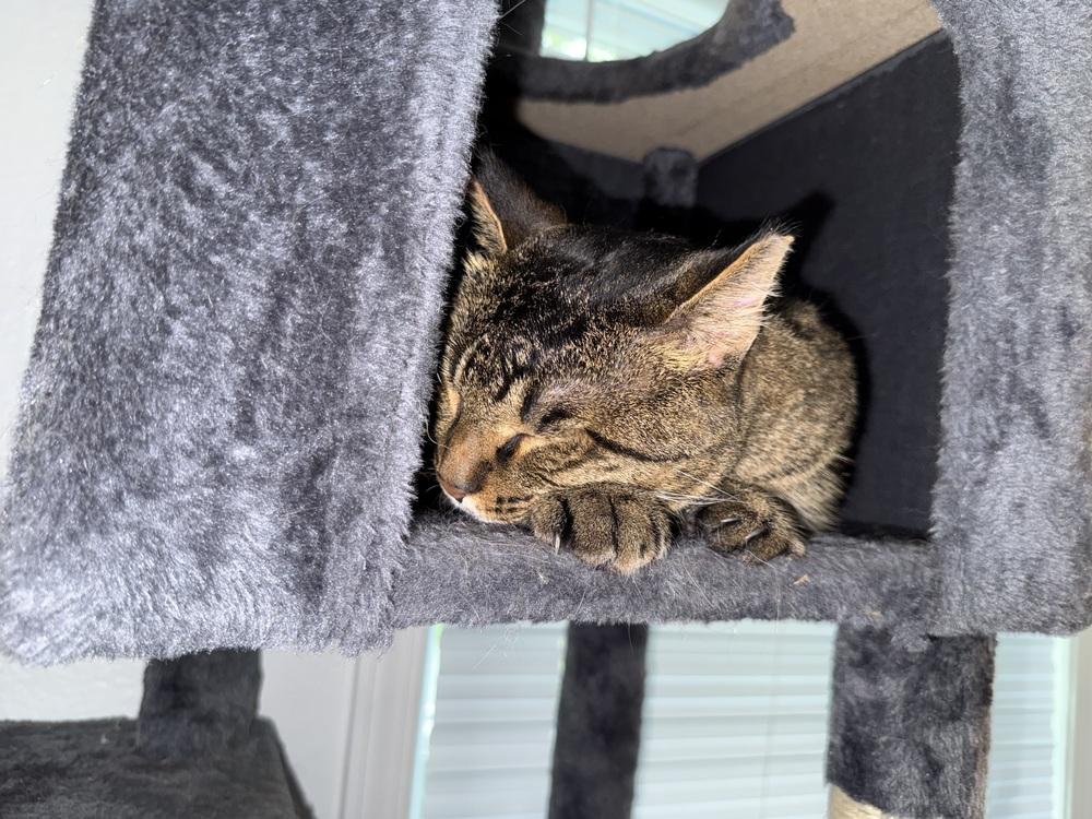 Enlarge Popsicle Pete (26-195 C), a Adoptable Domestic Short Hair in Lansing, MI image 2/5