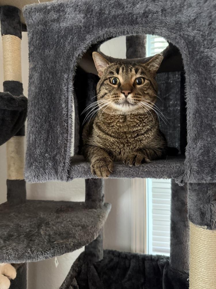 Enlarge Popsicle Pete (26-195 C), a Adoptable Domestic Short Hair in Lansing, MI image 3/5