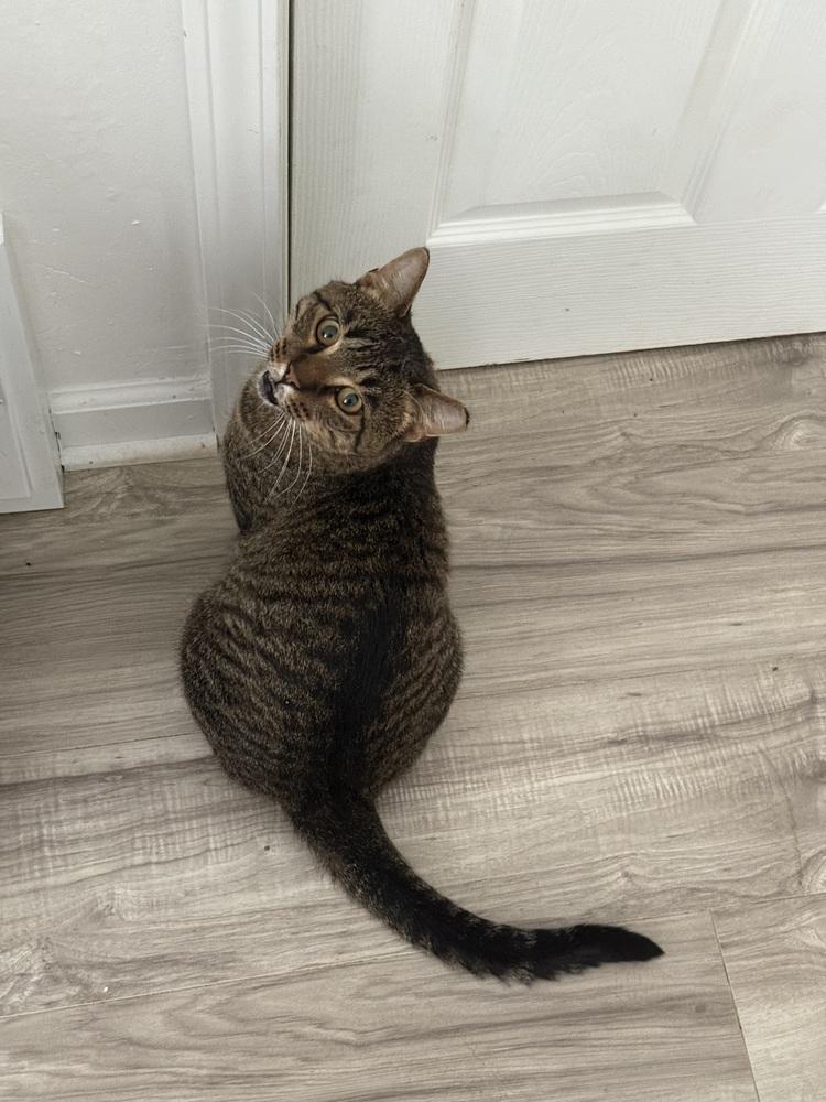 Popsicle Pete (26-195 C), a Adoptable Domestic Short Hair in Lansing, MI image 3/4