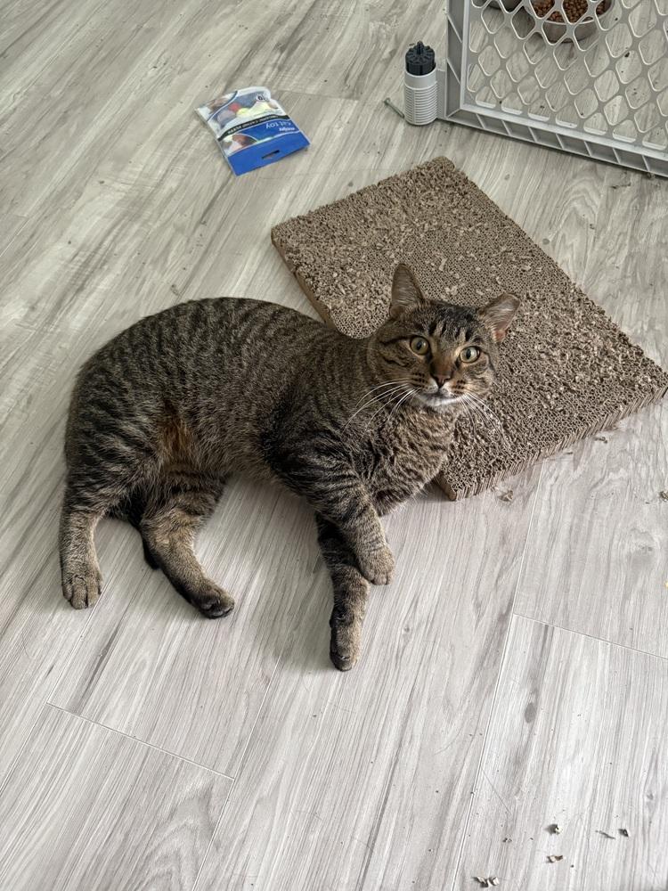 Popsicle Pete (26-195 C), a Adoptable Domestic Short Hair in Lansing, MI image 4/4