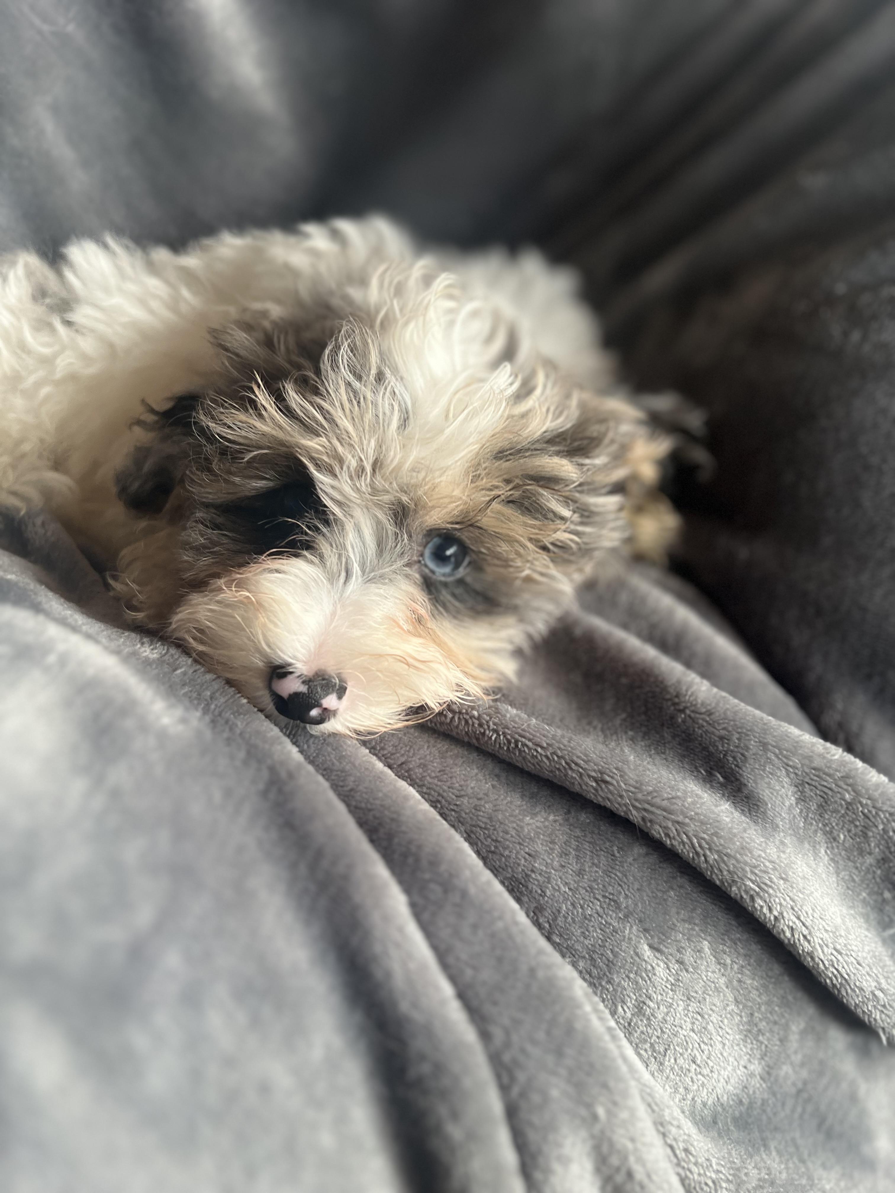 Gavin, an adoptable Miniature Poodle, Havanese in Florence, IN, 47020 | Photo Image 1